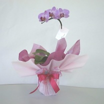 すだれロール：鉢物ラッピングイメージ1