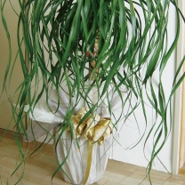 デュオロール：鉢物ラッピングイメージ1