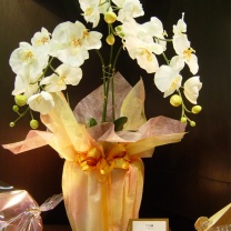 デュオロール：鉢物ラッピングイメージ2