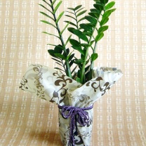 アラベスクロール：イメージ7