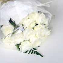 スターネット：イメージ1