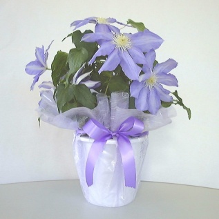 ムーンラップ：イメージ1