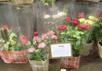 チェックデコラ：イメージ1