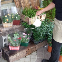 チェックデコラ：水やり2