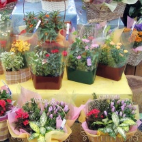 シングルカラーデコラ：イメージ2