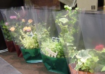 シングルカラーデコラ：イメージ5