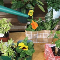 シングルカラーデコラ：水やり1