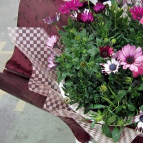 OOブランシュロール：イメージ1