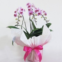 OOはくしぐれロール：イメージ2