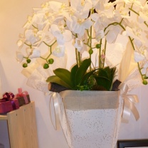 OOはくしぐれロール：イメージ1