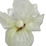 デュオプチシートセット：バニラ