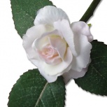 ローズピック：スノーピンク