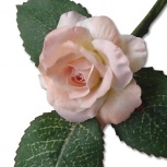 ローズピック：ピーチピンク