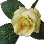 ローズピック：クリームイエロー