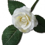 ローズピック：ミルキーアイボリー