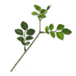 ローズリーフピック