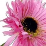 ガーベラピック：ピンク