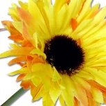 ガーベラピック：イエロー