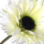 ガーベラピック：ホワイト