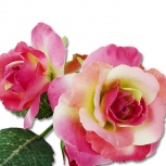 デュオローズ：ウォーターメロン