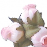 ミニローズ：チャイナピンク