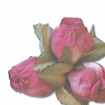 ミニローズ：ワインレッド