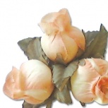 ミニローズ：ピーチオレンジ