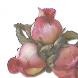 ミニローズ：アプリコットレッド