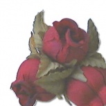 ミニローズ：ナイトレッド